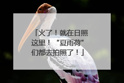 火了！就在日照这里！“夏雨荷”们都去拍照了！