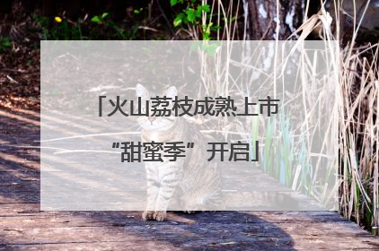 火山荔枝成熟上市 “甜蜜季”开启