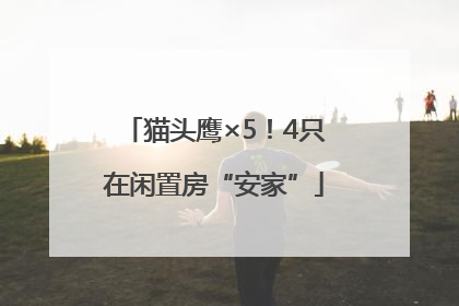 猫头鹰×5！4只在闲置房“安家”