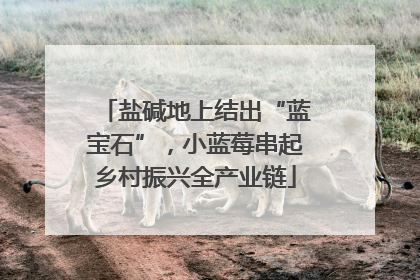 盐碱地上结出“蓝宝石”，小蓝莓串起乡村振兴全产业链