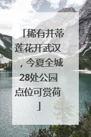 稀有并蒂莲花开武汉，今夏全城28处公园点位可赏荷