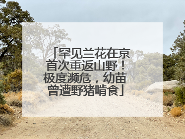 罕见兰花在京首次重返山野！极度濒危，幼苗曾遭野猪啃食
