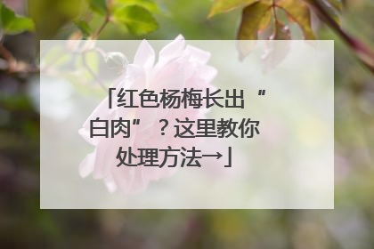 红色杨梅长出“白肉”？这里教你处理方法→