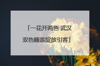 一花开两色 武汉双色睡莲绽放引客
