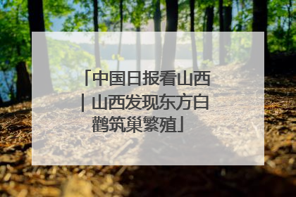 中国日报看山西｜山西发现东方白鹳筑巢繁殖