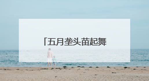 五月垄头苗起舞——青海首试青贮玉米育苗移栽