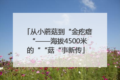 从小蘑菇到“金疙瘩“——海拔4500米的““菇“事新传