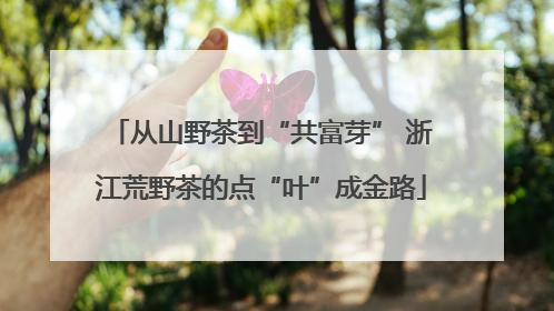 从山野茶到“共富芽” 浙江荒野茶的点“叶”成金路