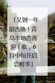 又到一年甜杏熟！青岛本地杏喜迎丰收，6月中旬开启尝鲜季