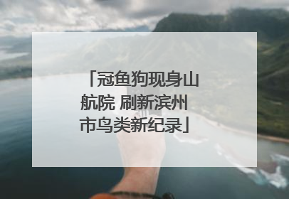 冠鱼狗现身山航院 刷新滨州市鸟类新纪录