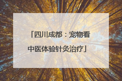 四川成都：宠物看中医体验针灸治疗