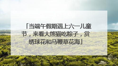 当端午假期遇上六一儿童节，来看大熊猫吃粽子，赏绣球花和马鞭草花海