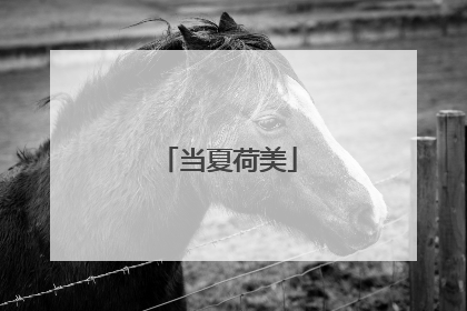 当夏荷美