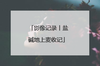 影像记录丨盐碱地上麦收记
