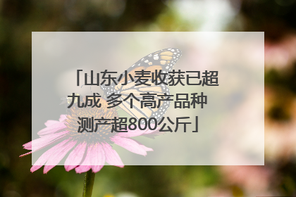 山东小麦收获已超九成 多个高产品种测产超800公斤