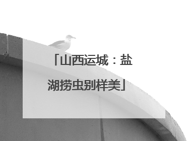 山西运城：盐湖捞虫别样美