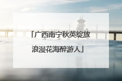 广西南宁秋英绽放 浪漫花海醉游人