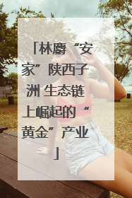 林麝“安家”陕西子洲 生态链上崛起的“黄金”产业
