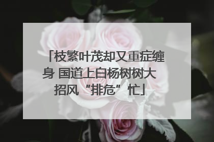 枝繁叶茂却又重症缠身 国道上白杨树树大招风“排危”忙