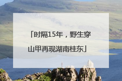 时隔15年，野生穿山甲再现湖南桂东