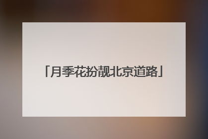 月季花扮靓北京道路