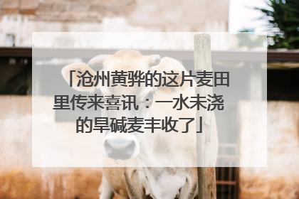 沧州黄骅的这片麦田里传来喜讯：一水未浇的旱碱麦丰收了
