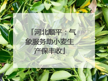 河北顺平：气象服务助小麦生产保丰收
