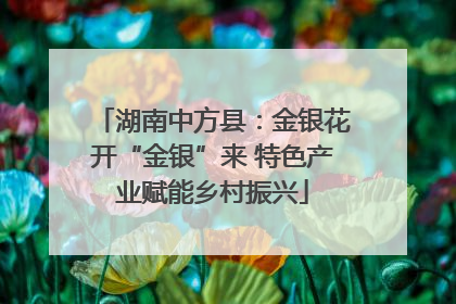 湖南中方县：金银花开“金银”来 特色产业赋能乡村振兴