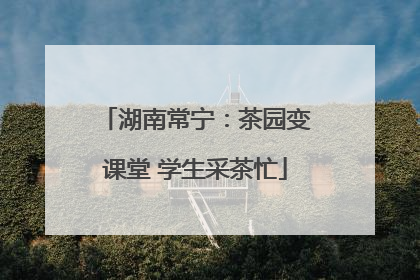 湖南常宁：茶园变课堂 学生采茶忙