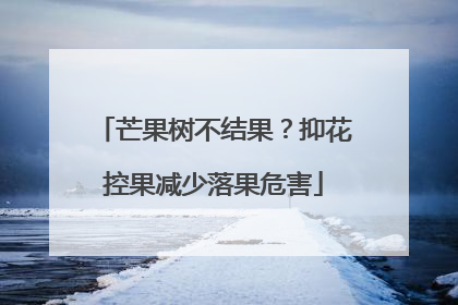 芒果树不结果？抑花控果减少落果危害