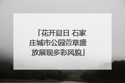花开夏日 石家庄城市公园萱草盛放展现多彩风貌