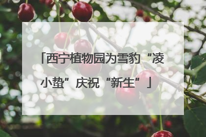 西宁植物园为雪豹“凌小蛰”庆祝“新生”