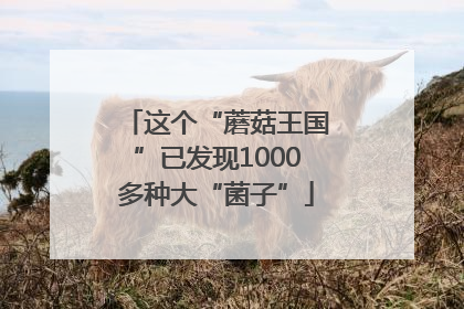 这个“蘑菇王国”已发现1000多种大“菌子”