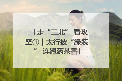 走“三北” 看攻坚①｜太行披“绿装” 连翘药茶香