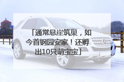 通常悬崖筑巢，如今首钢园安家！还孵出10只萌宝宝