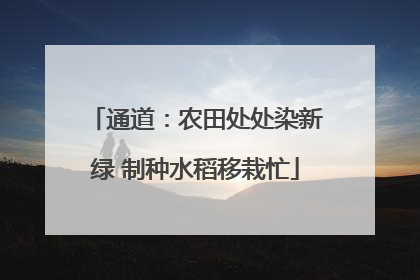 通道：农田处处染新绿 制种水稻移栽忙