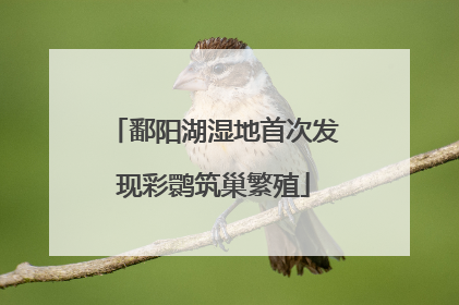 鄱阳湖湿地首次发现彩鹮筑巢繁殖