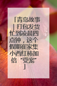 青岛故事｜打包发货忙到凌晨四点钟，这个假期崔家集小西红柿加倍“受宠”