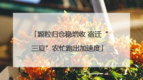 颗粒归仓稳增收 宿迁“三夏”农忙跑出加速度