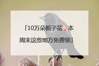 10万朵栀子花，本周末这些地方免费领