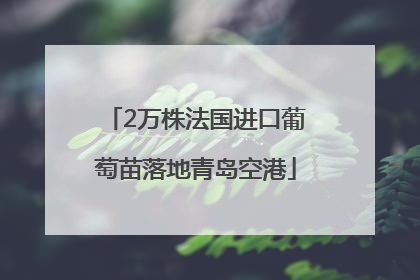 2万株法国进口葡萄苗落地青岛空港